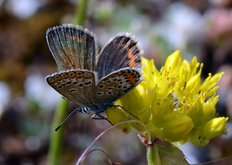 Licenide da identificare